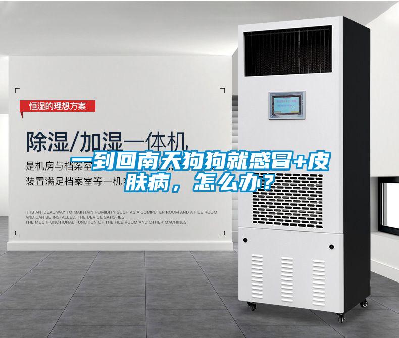 一到回南天狗狗就感冒+皮膚病，怎么辦？
