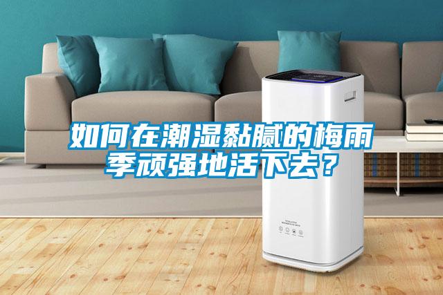 如何在潮濕黏膩的梅雨季頑強地活下去？
